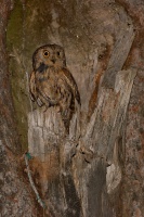 Vyrecek maly - Otus scops - European Scops-Owl 7851h